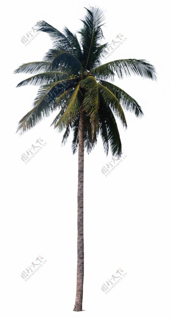 棕榈椰树素材三