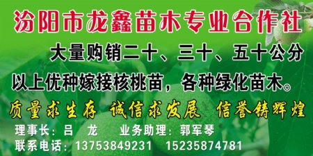 汾阳市龙鑫苗木专业合作社图片