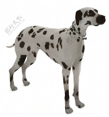 3d斑点狗模型
