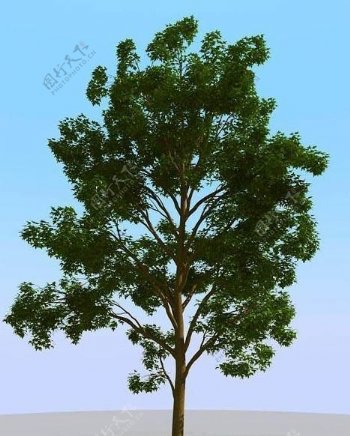 高精细枫糖树模型maplesug04