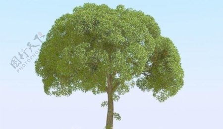 高精细杨柳树模型willow027