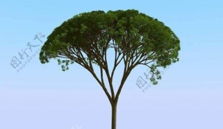 高精细杨柳树模型willow05