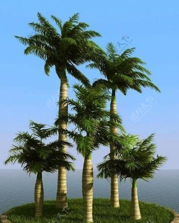 被风吹后的皇家棕榈树大王椰子树royalpalm01wind