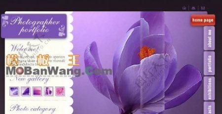 紫兰花主题FLASH相册模板