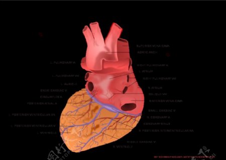 人类心脏的后视图