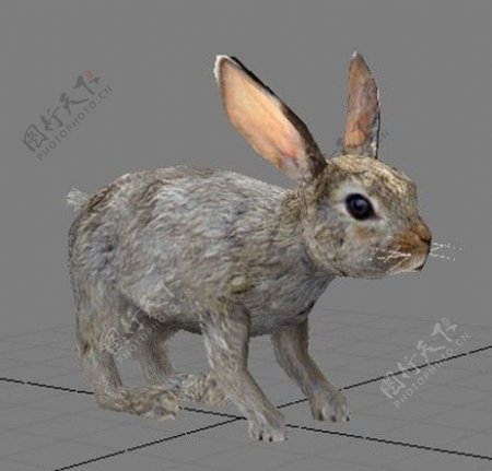 兔子模型