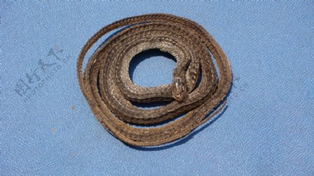 乌梢蛇图片