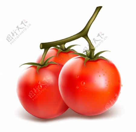 西红柿蔬菜矢量图下载