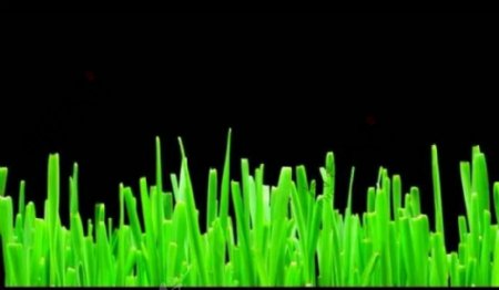 植物生长视频素材图片