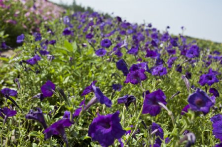 山坡上开满深紫色的小花