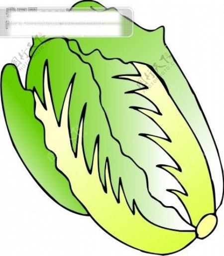 蔬菜卡通白菜图2