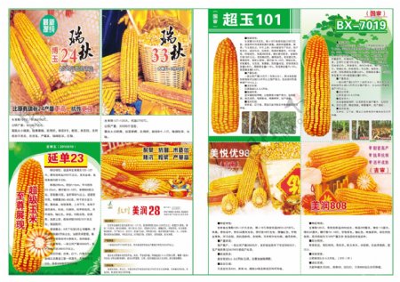 玉米种子报纸