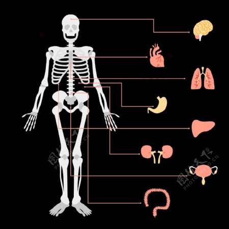 人体器官骨骼信息图
