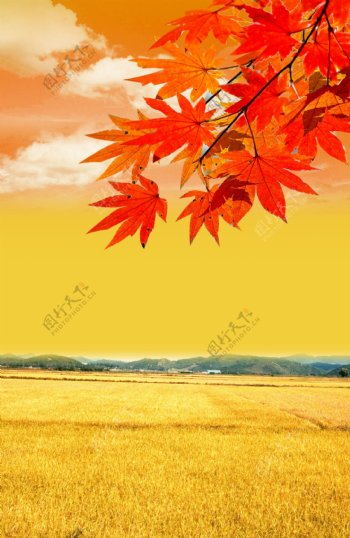枫叶秋天风景免费下载