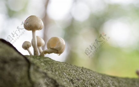 树上的蘑菇图片