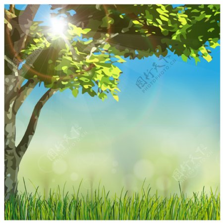 草地绿树阳光图片