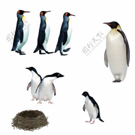 企鹅鸟巢图片素材PSD分层文件