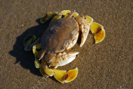 海滩海蟹图片