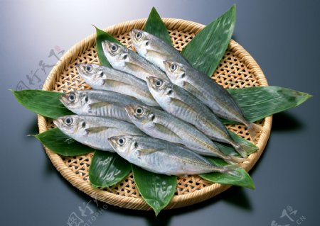 海鲜食材图片