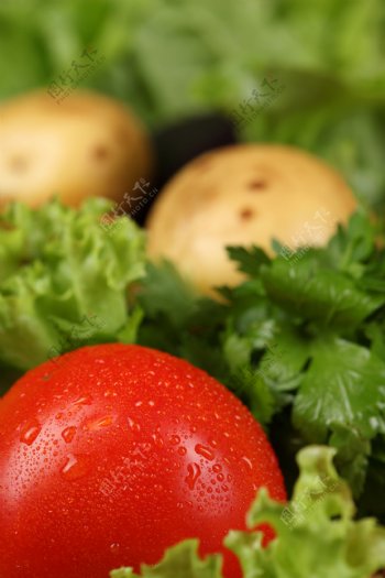 西红柿生菜蕃茄土豆香菜马铃薯图片