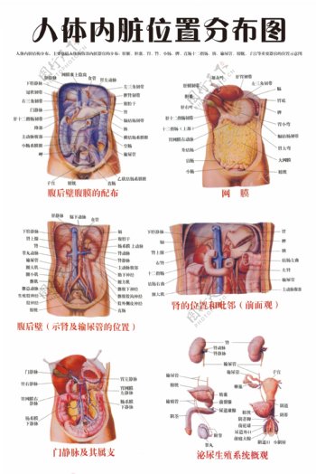 人体内脏位置分布图图片