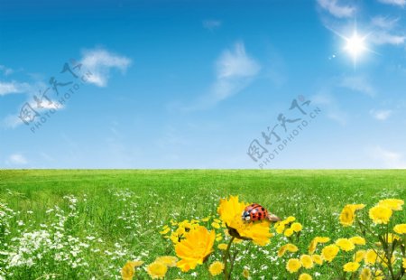 蓝天白云绿野鲜花瓢虫图片