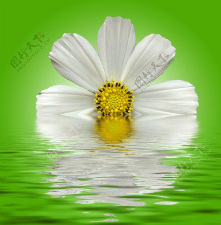 水中的白色雏菊图片