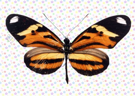 虎纹图案蝴蝶图片