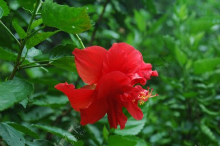 鲜艳红花