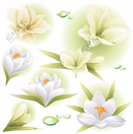 白色鲜艳的花朵矢量素材