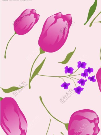 玫瑰紫花
