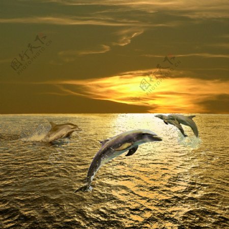 跳跃的海豚高清图片