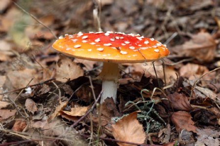 鹅膏毒蘑菇