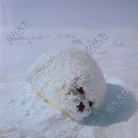 极地动物保护海狮冰雪狗熊北极熊可爱广告素材大辞典