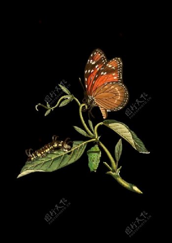 热带女王斑蝶