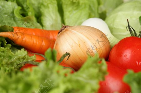 洋葱西红柿卷心菜包菜胡萝卜生菜图片