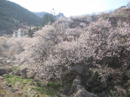 崂山樱花图片