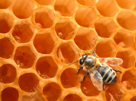 蜜蜂和蜂窝图片