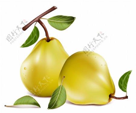 矢量素材水果梨