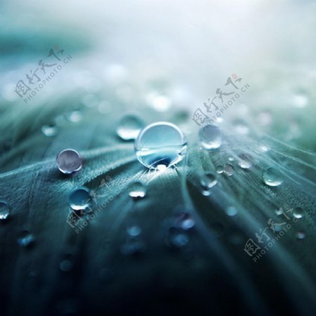 晶莹剔透的雨滴晨露水珠