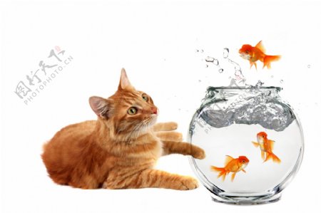 猫和金鱼的高清晰度图片