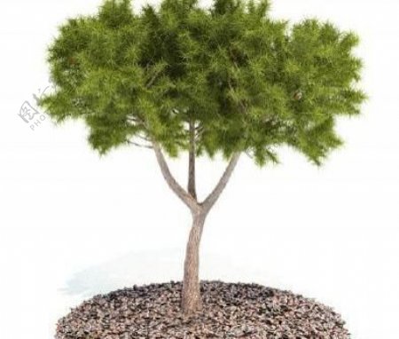 国外精品植物树木灌木3D模型125套3