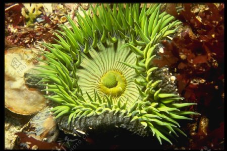 海底大海深海碧海海水礁石珊瑚海藻鱼群生物神秘广告素材大辞典