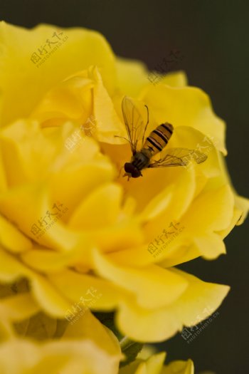 黄花上的蜂图片