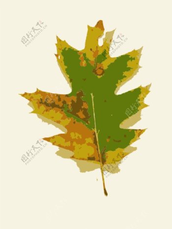 密苏里的秋天树叶1