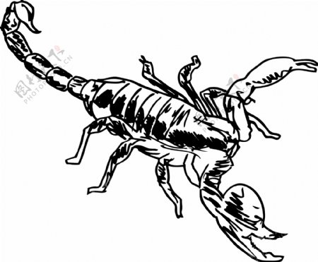 战斗中的位置矢量插画蝎子草图