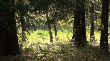 俄勒冈景林中股票的录像视频免费下载