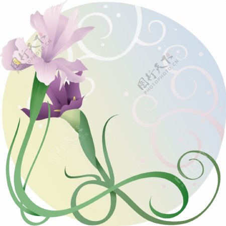 韩国紫娇花插图