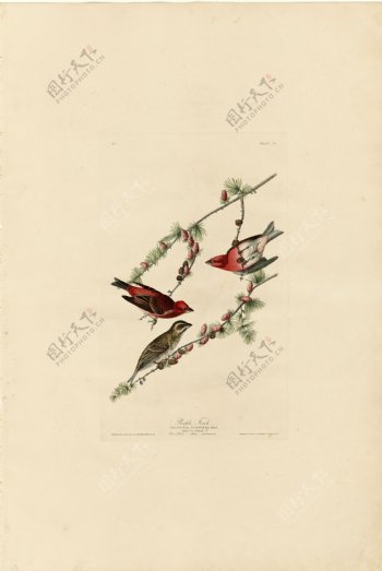 手绘鸟类系列图片