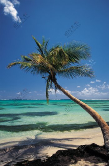 椰树风景
